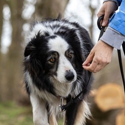 photo d'un chien en pension éducative chez Fair-Play Education canine