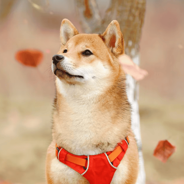 chien automne tombé de feuilles illustrant la patience