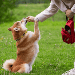 chien baladé avec un éducateur comportementaliste