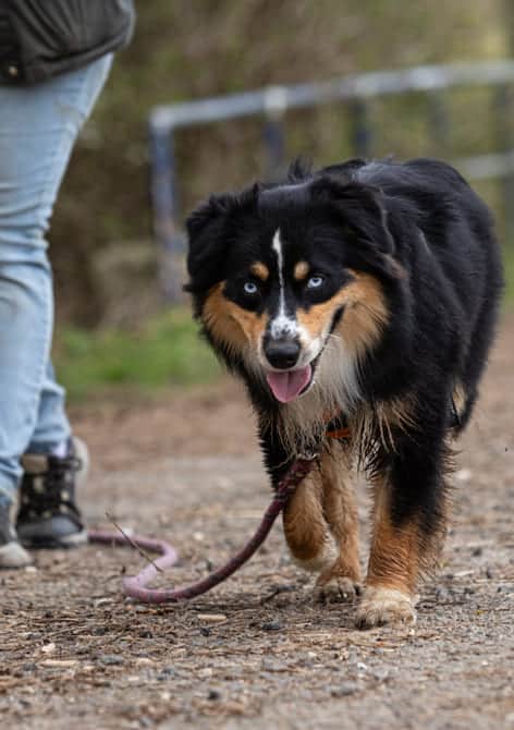 chien formation elevage