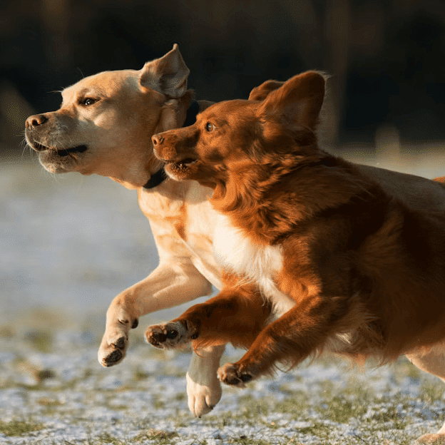 chiens sur le terrain vaste pour un travail rééducatif