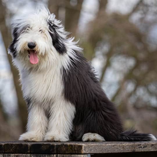 photo de galerie chien