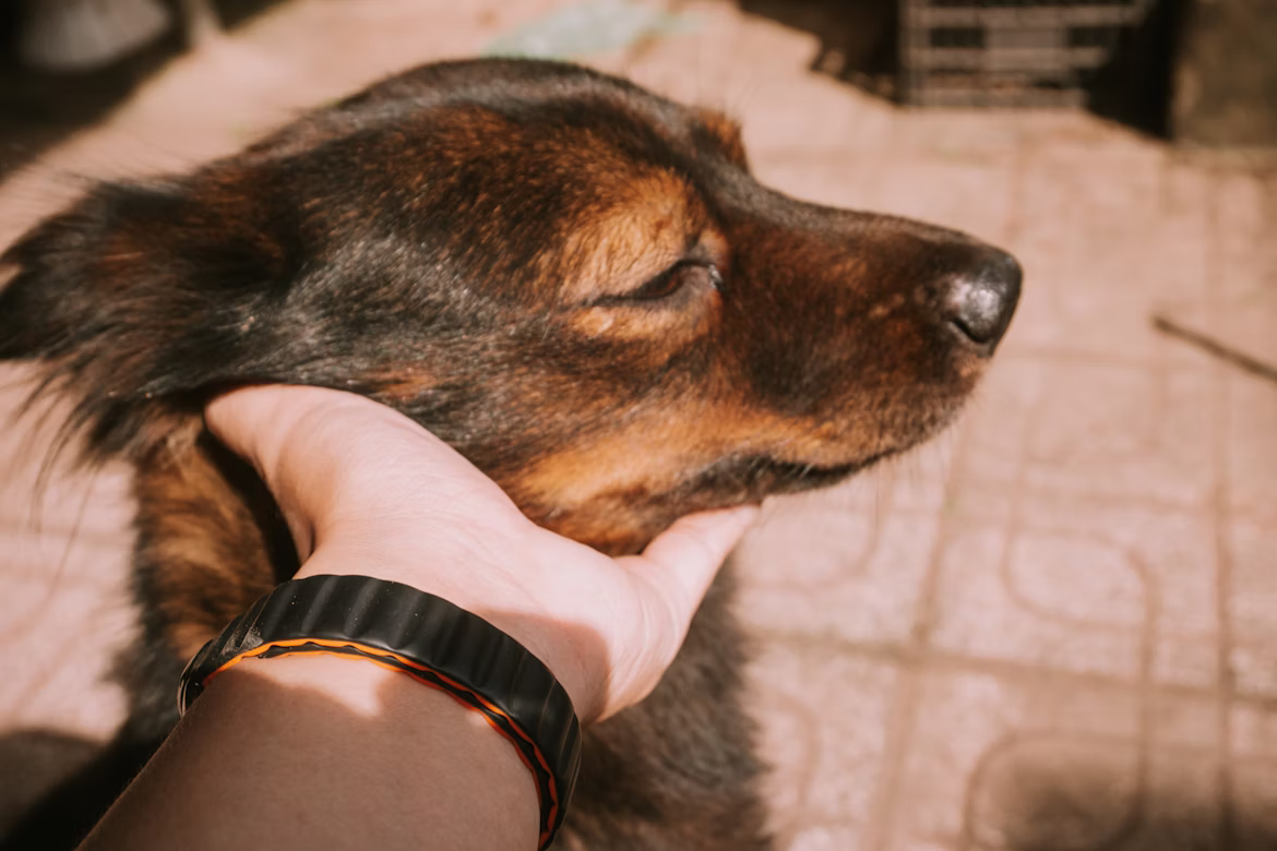 manipulation et soins sur les chiens