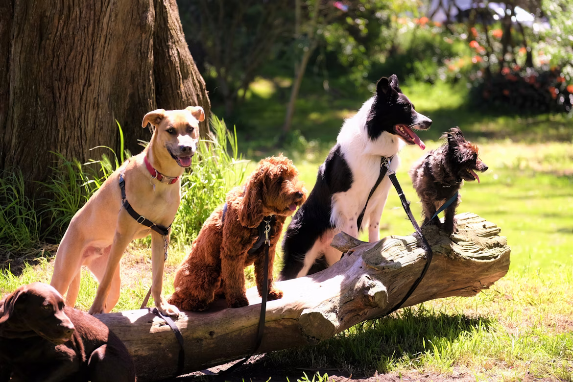 pension éducative pour chiens