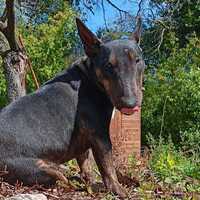 chien du maître Aurore accompagné par Flair-Play Education Canine