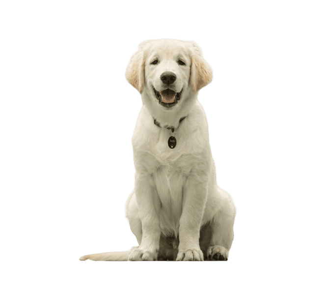 chiot golden sans fond