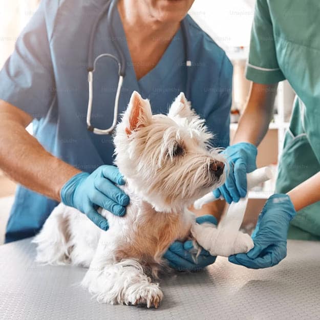 chien qui reçoit un soin chez le vétérinaire